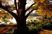 Autumnal Hues at Kew