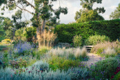 Late summer in the gravel garden