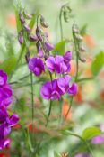 Lathyrus latifolius