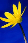 Lesser Celandine