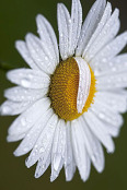 Leucanthemum vulgare