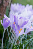 Lilac Crocuses