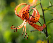 Dew Dots: Lilium Lancifolium at Sunrise