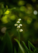 Lily of the Valley