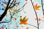 Liquidambar leaf colors in fall