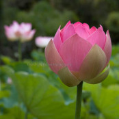 lotus in lotus pond