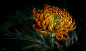 Japanese Chrysanthemum at dusk