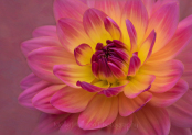 Pink and Yellow Waterlily Dahlia