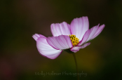 Pink and White Cosmos