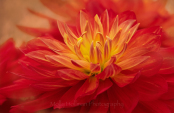 Red Cactus Dahlia