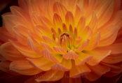 Orange Cactus Dahlia