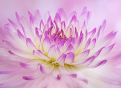 Pink and white Cactus Dahlia