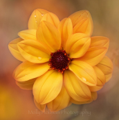 Orange Peony Dahlia