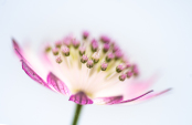 Pink Astrantia