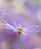 Pink Senetti