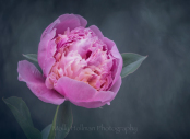 Pink Peony