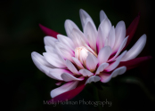 Pink and White Waterlily Dahlia