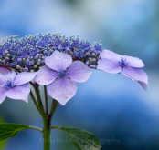 Hydrangea macrophylla normalis