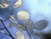 Lunaria annua