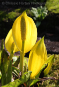 Lysichiton americanum