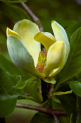 Magnolia acuminata 'Koban Dori'