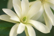 Magnolia 'Gold Star'