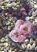 Magnolia Soulangean`a