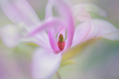 Magnolia at Mount Ephraim Gardens