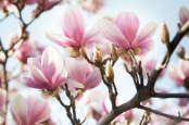 Magnolia x soulangeana