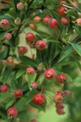 Malus 'Adirondack'