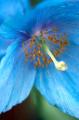 Meconopsis betonicifolia (himalayan poppy)