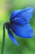 Meconopsis Fertile Blue Group