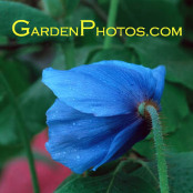 Meconopsis 'Fertile Blue Group' Blue Poppy