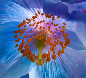 Meconopsis x sheldonii 'Lingholm'