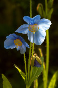 Meconopsis at Borde Hill Garden