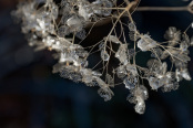 Frozen chandelier 