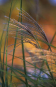 Miscanthus sinensis 'Gracillimus'