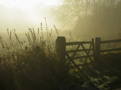 misty december walk