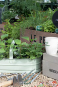 Mixed herbs and trug