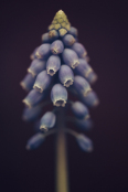 Muscari 