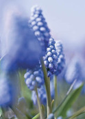 Muscari armeniacum 'Valerie Finnis'