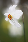 Narcissus 'Sarchedon'