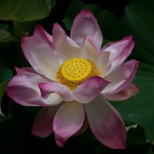 nelumbo nucifera -lotus