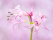 Nerines in Autumn