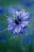Nigella damascena