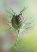 NIgella damascena seedhead