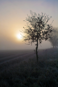 February 2018, Winning Image of the Month, Quercus robur