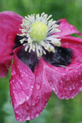 Opium poppy Papaver somniferum