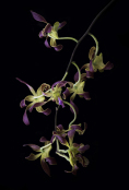 Orchid Cascade