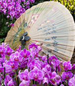  Orchids and oriental umbrella  